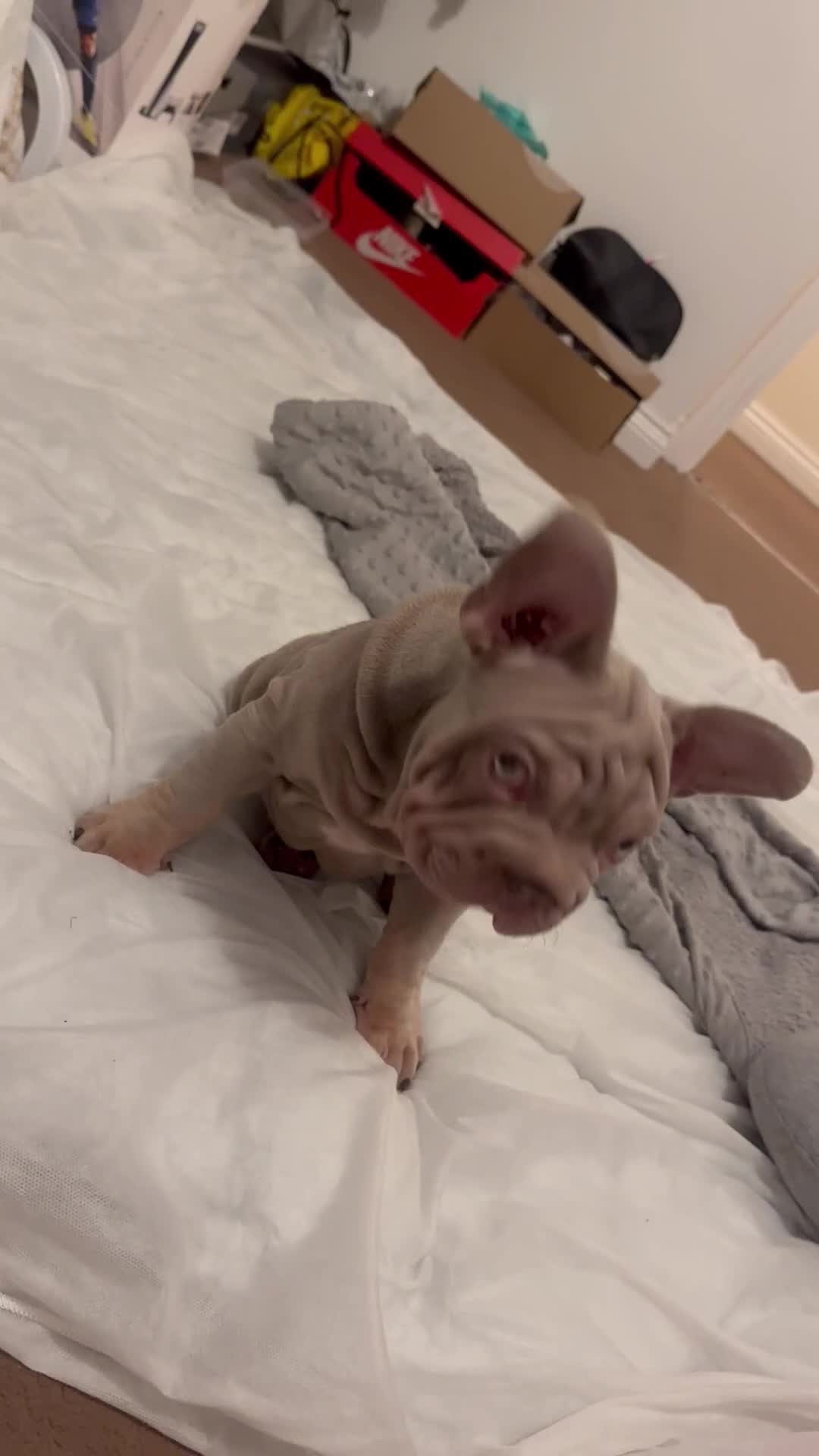 French Bulldog dogs for sale: Velvet big rope  new shade for French bulldog  - Video 1