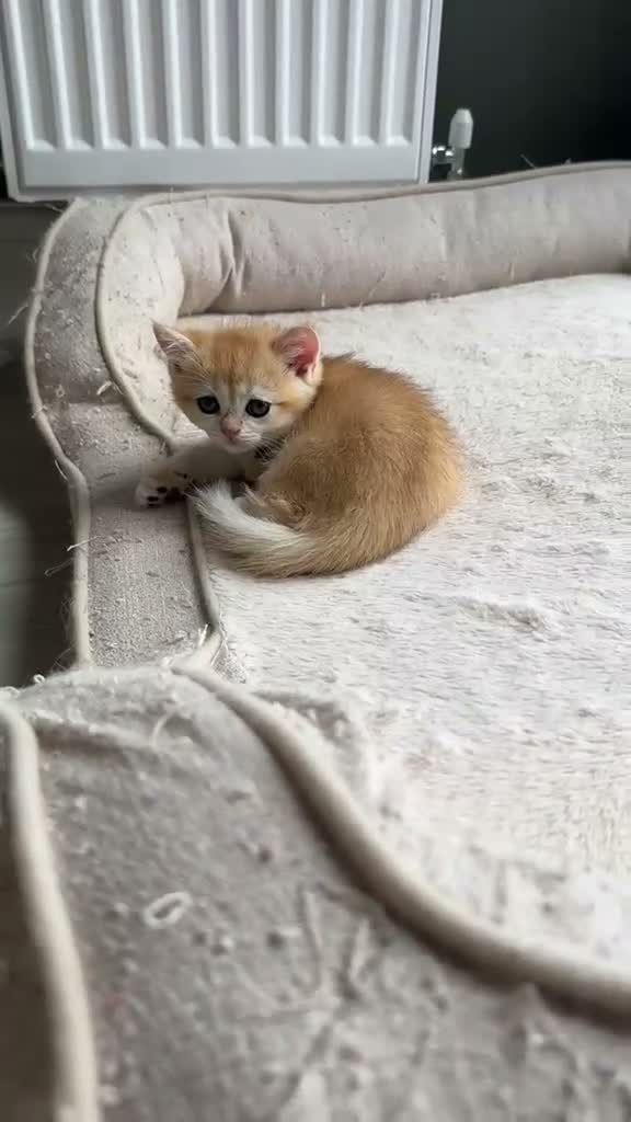 British Shorthair cats for sale: BSH Pedigree Black and Blue Golden Chinchilla's - Video 3
