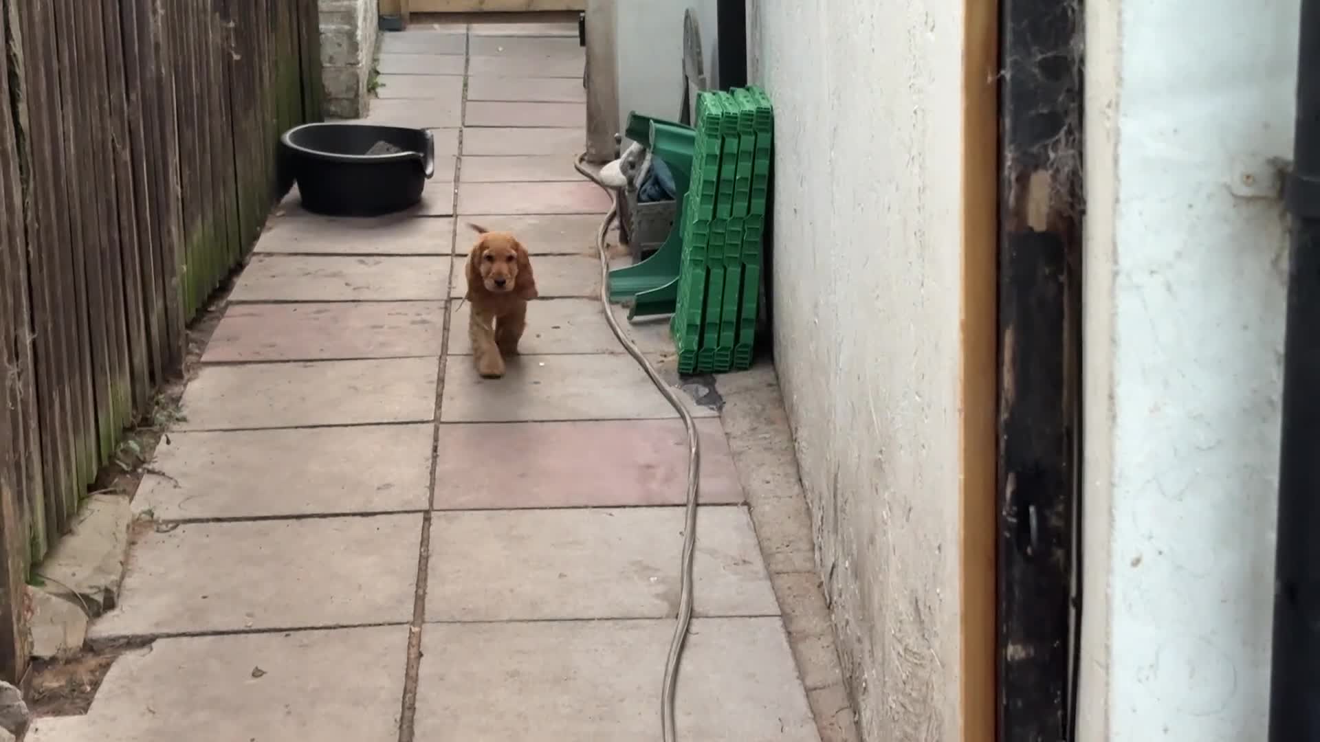 Cocker Spaniel dogs for sale: Last Gorgeous Boy Golden KC Show Cocker Spaniel in Chepstow - Video 1