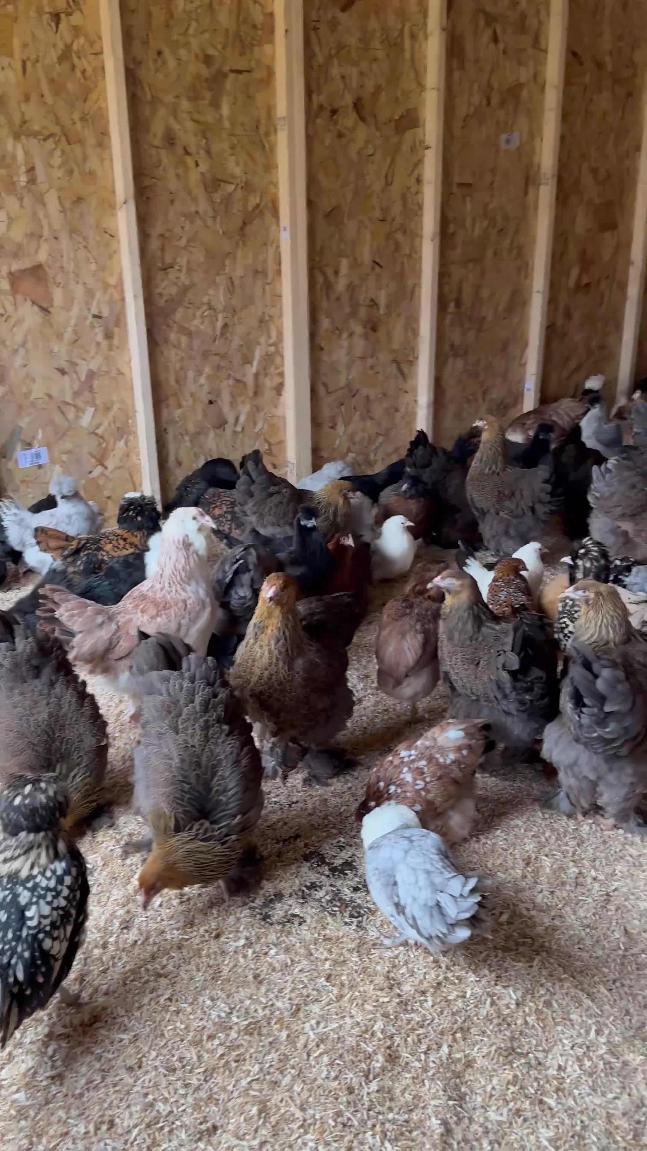 Chickens poultry for sale: Pure breed bantam hens at point of lay - Video 1