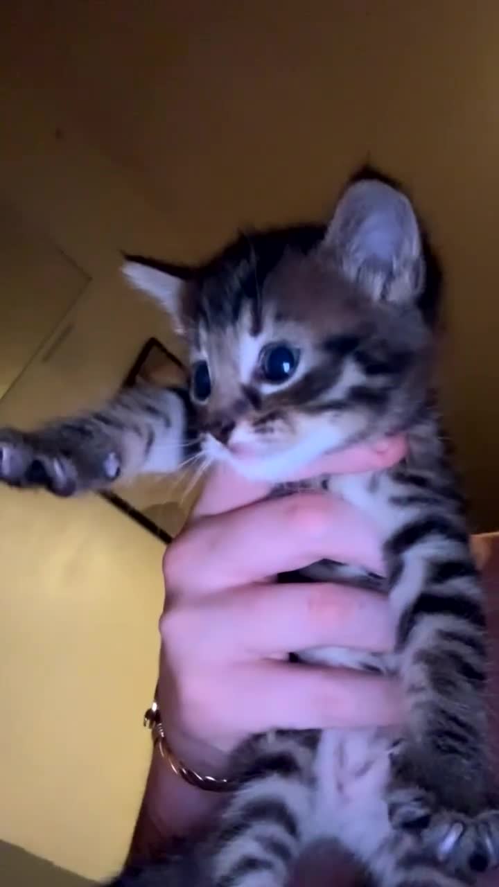 Mixed Breed cats for sale: kittens - Video 3