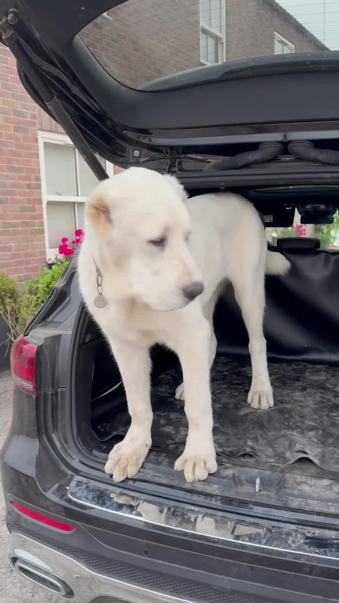 Central Asian Shepherd dogs for sale: Pedigree Central asian shepherd ( male)  - Video 1