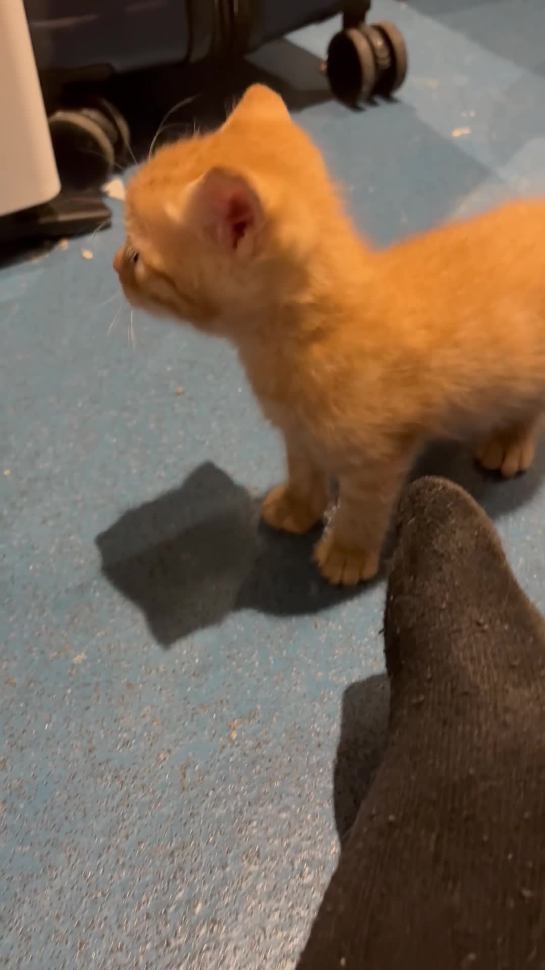 Mixed Breed cats for sale: Kittens  - Video 2