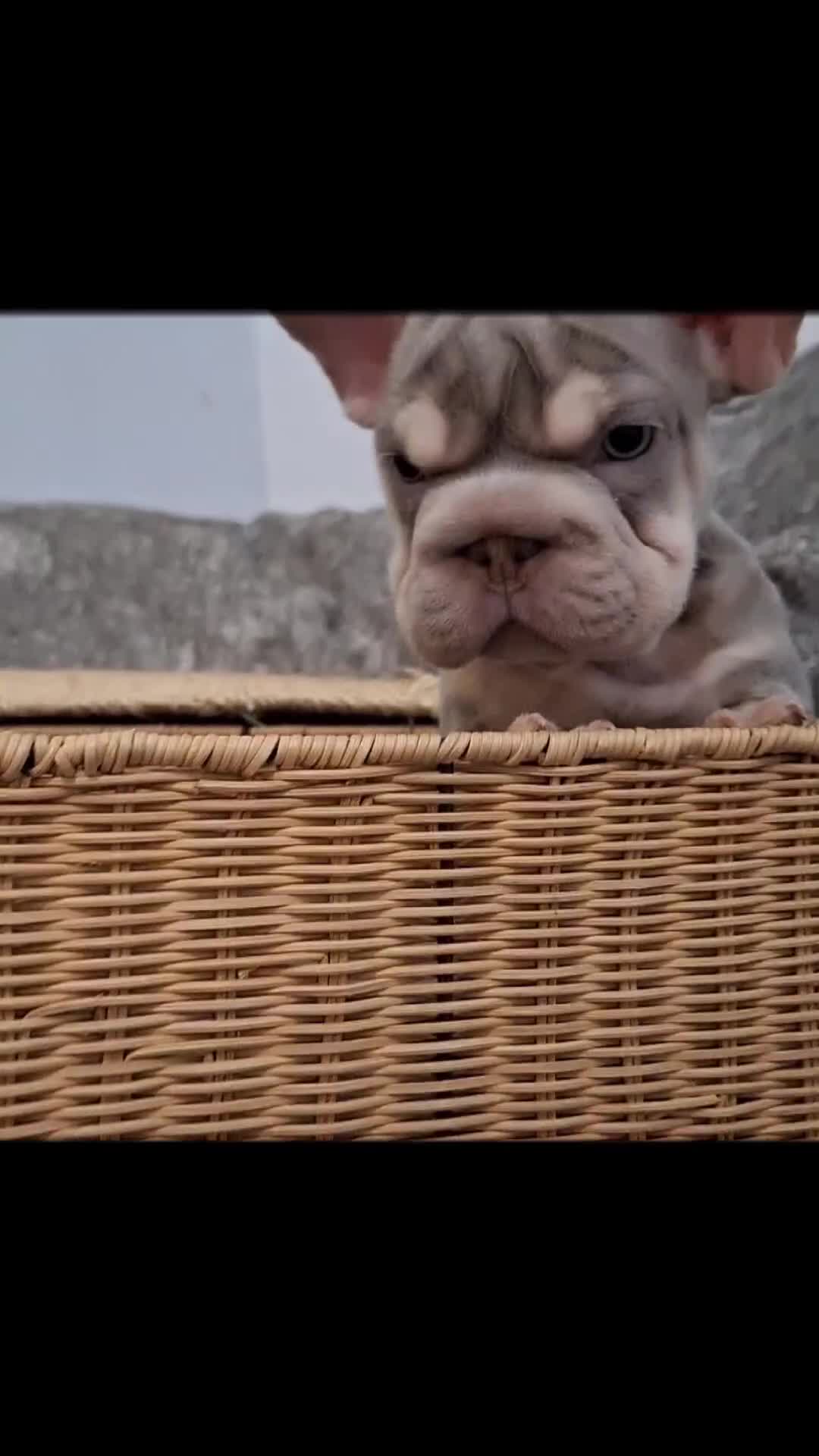French Bulldog dogs for sale: Stunning pups - Video 1