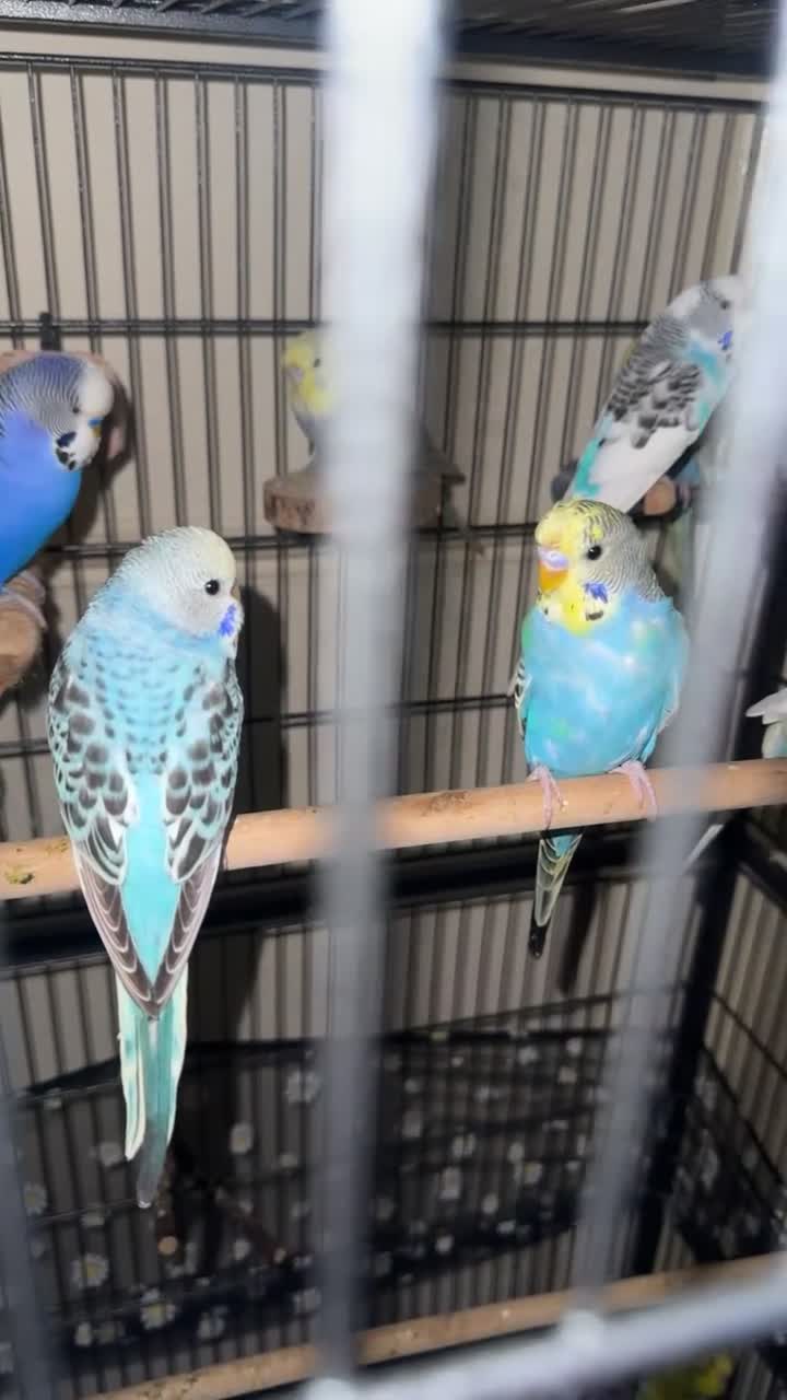Budgerigars birds for sale: Tamed budgies  - Video 1