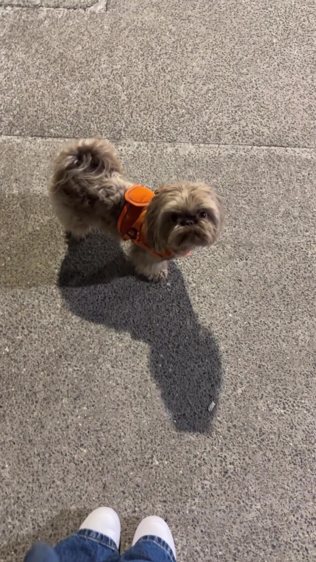 Shih Tzu dogs for stud: Chocolate Brown Imperial Shih Tzu Stud - Video 1