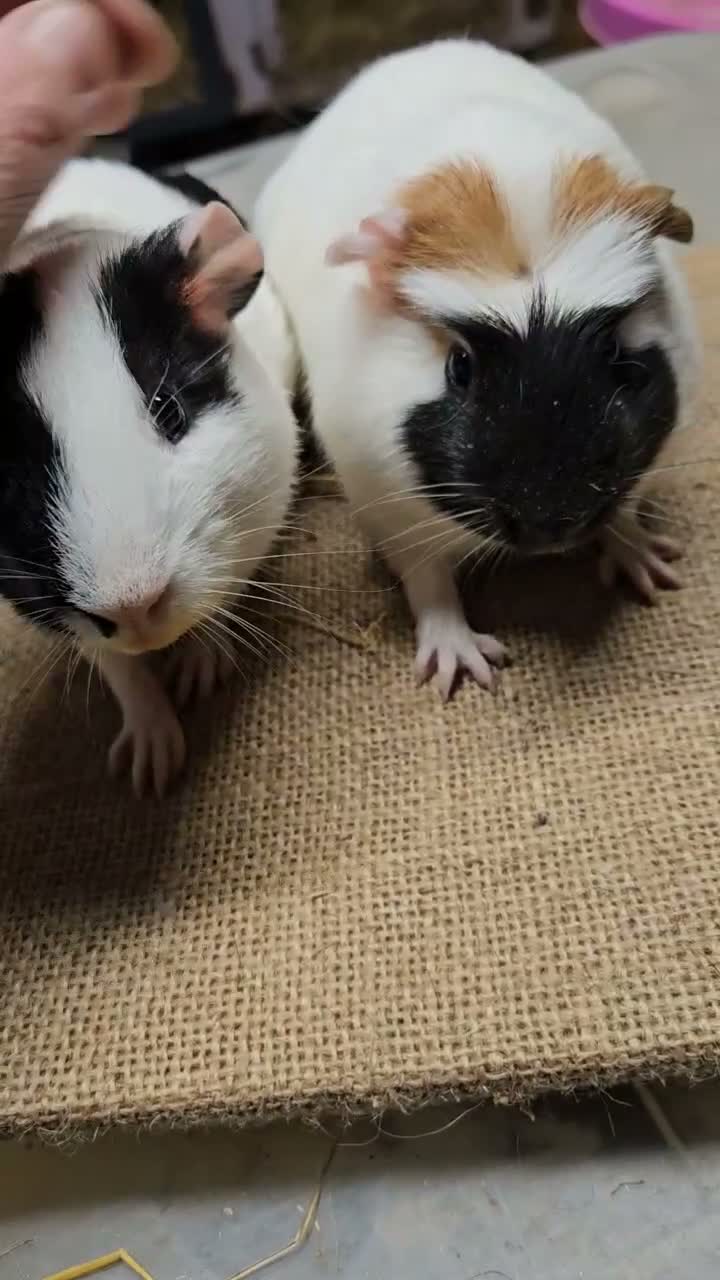 Guinea Pig rodents for sale: Beautiful well handled baby boys guinea pigs  - Video 2