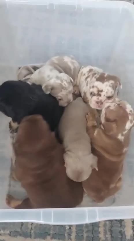 French Bulldog dogs for sale: French bulldogs for sale ready in 3 weeks - Video 3