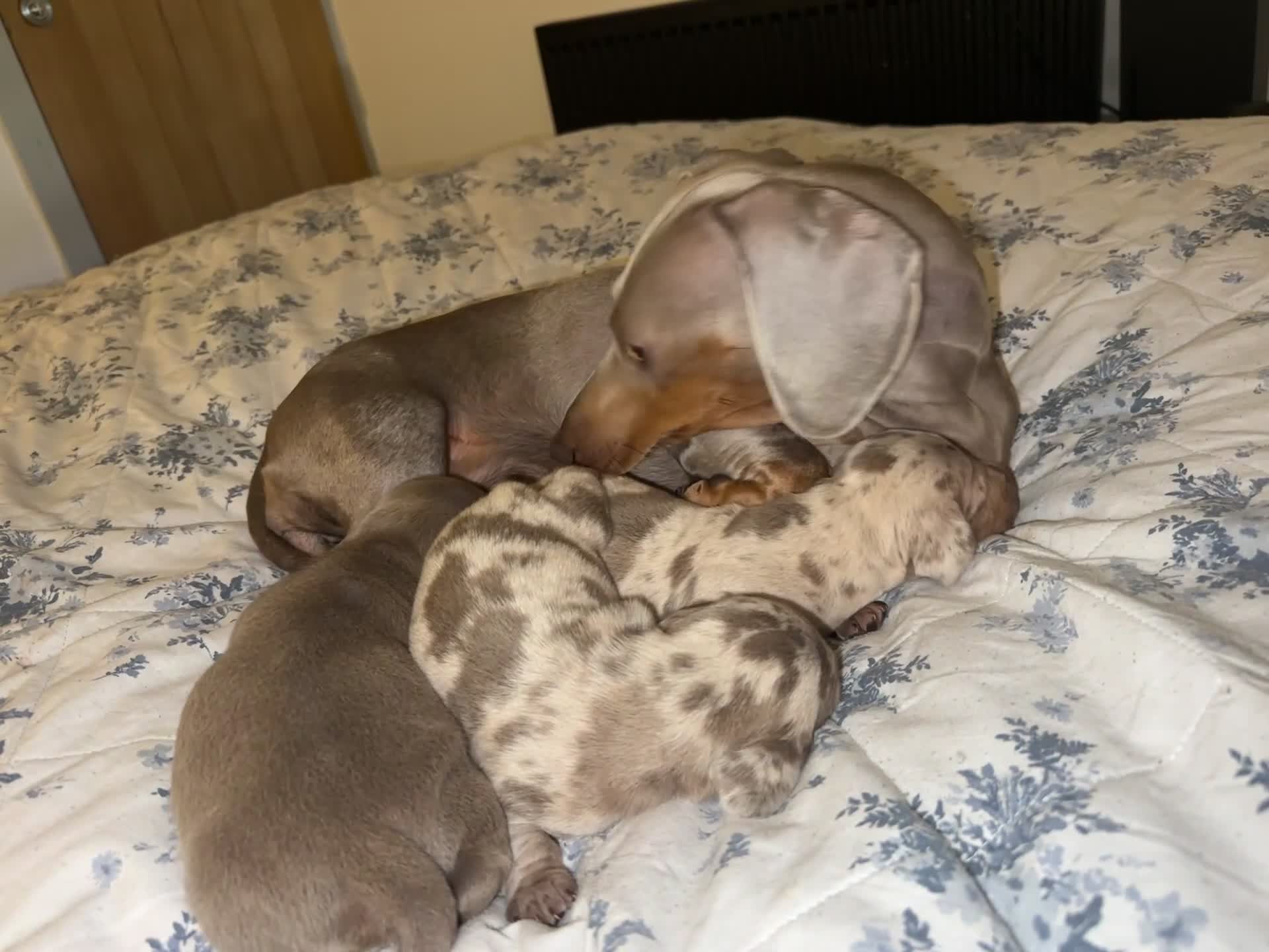 Dachshund dogs for sale: Dachshund puppies - Video 2
