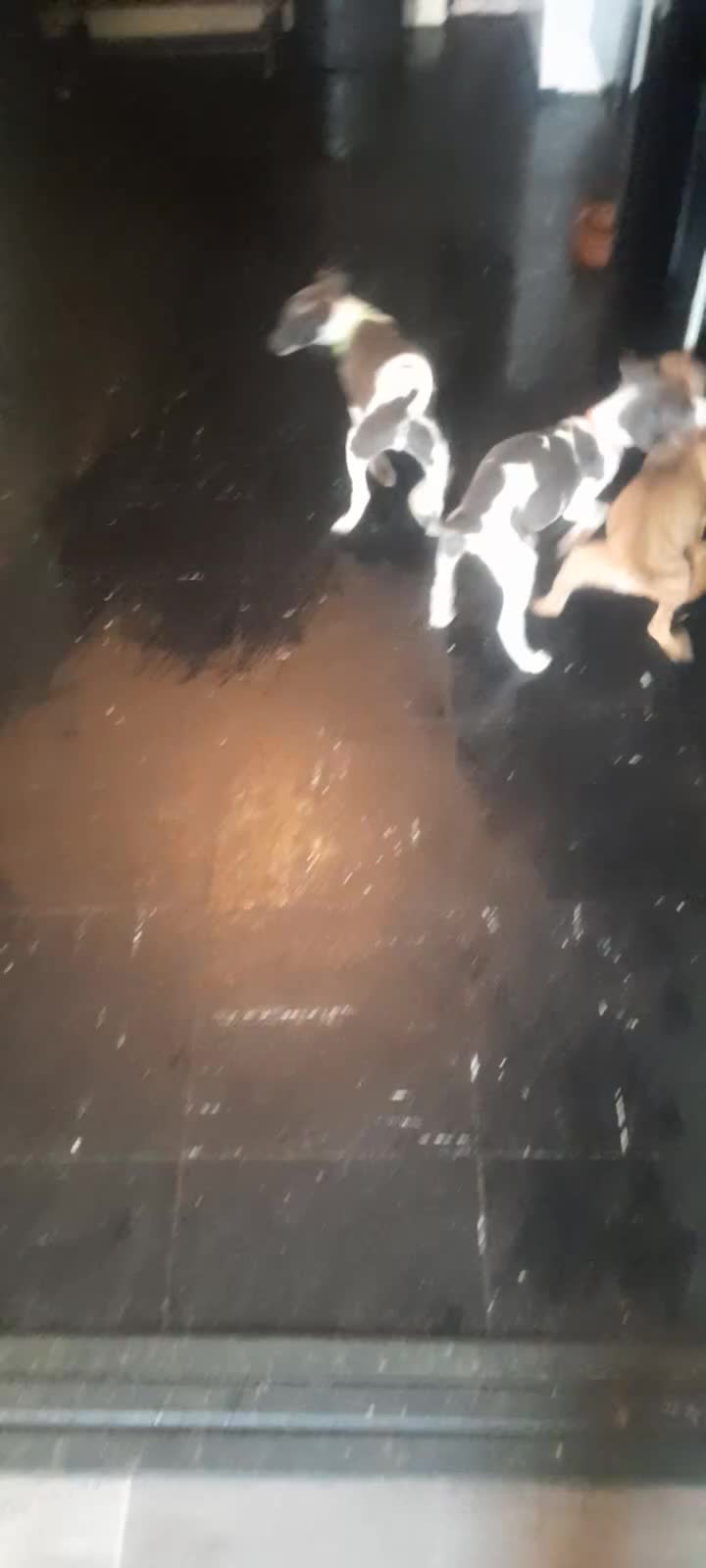 Whippet dogs for sale: Kc registered whippet pups 2 boys left - Video 1