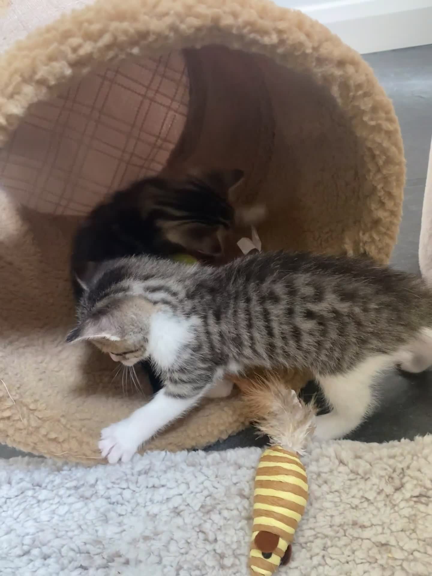 Mixed Breed cats for sale: Tabby Kittens in Kidderminster - Video 2