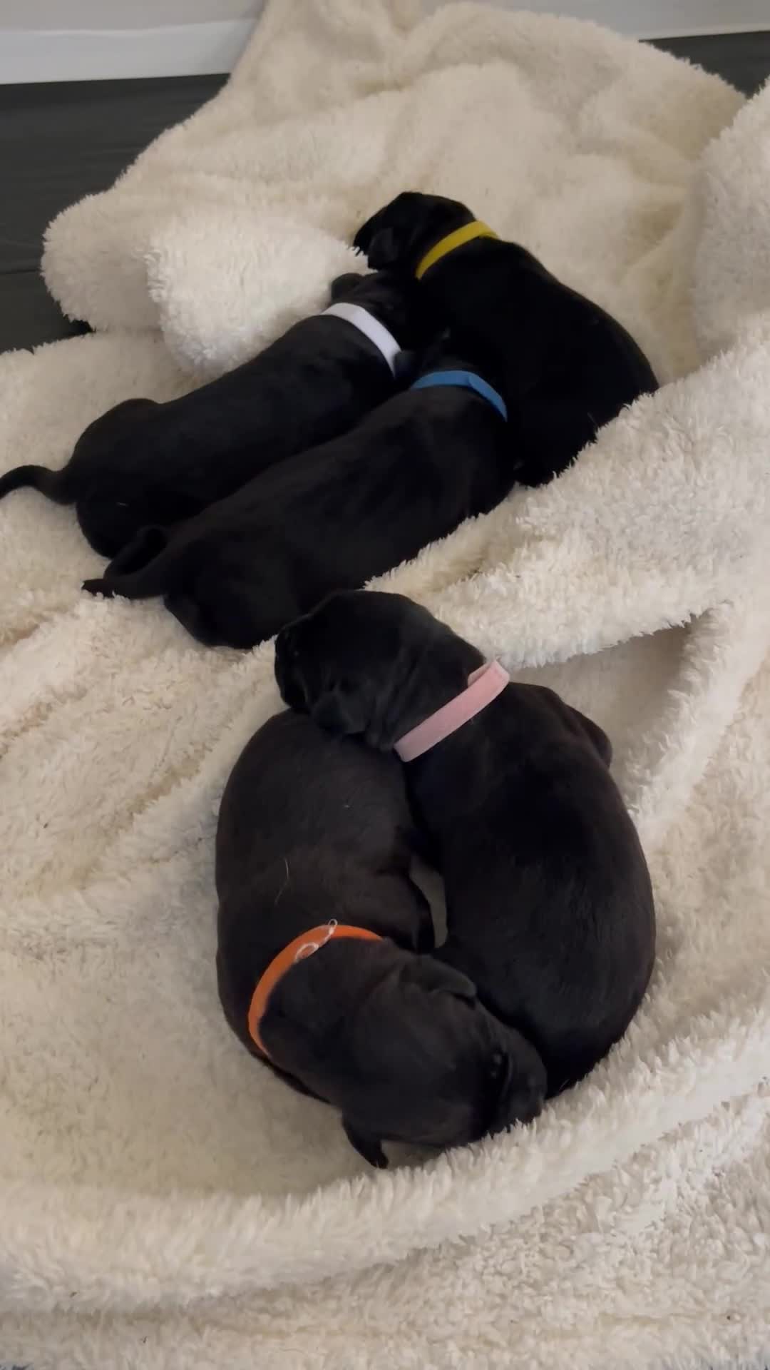 Mixed Breed dogs for sale: river - Video 1