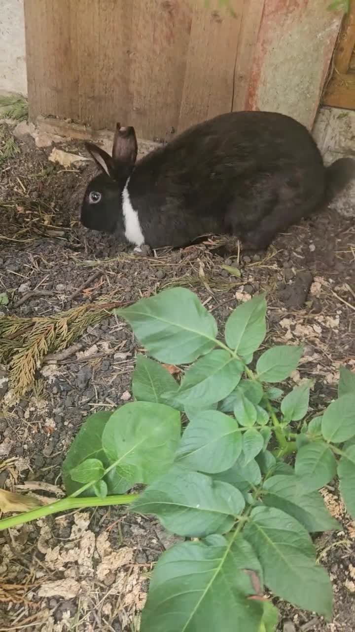 Dutch rabbits for sale: Dutch and Rex  - Video 1
