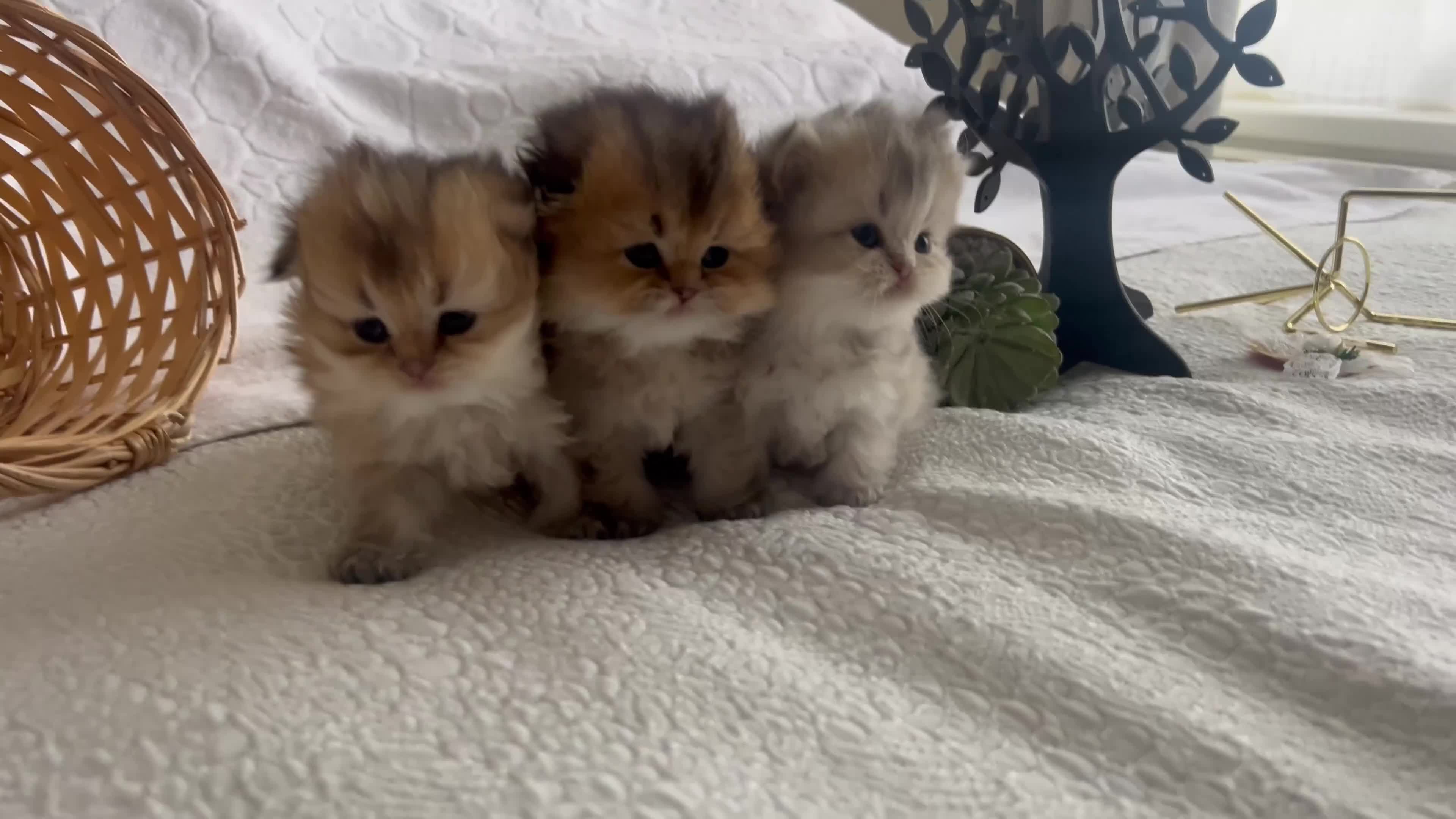 Scottish Fold cats for sale: Pedigree cutest SFLH kittens   - Video 5