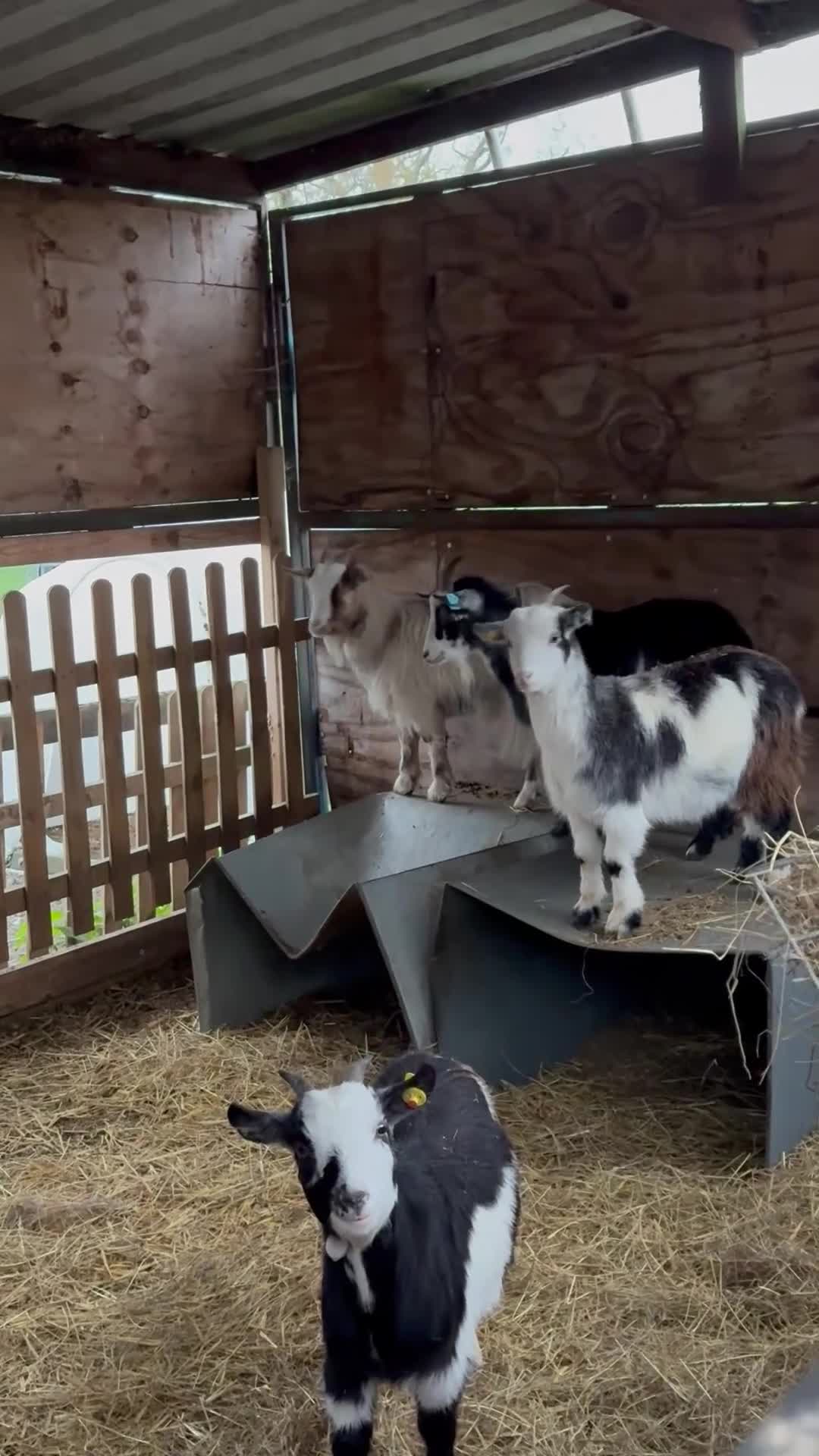 Goats livestock for sale: Small pretty Pygmy Nannie’s  - Video 1