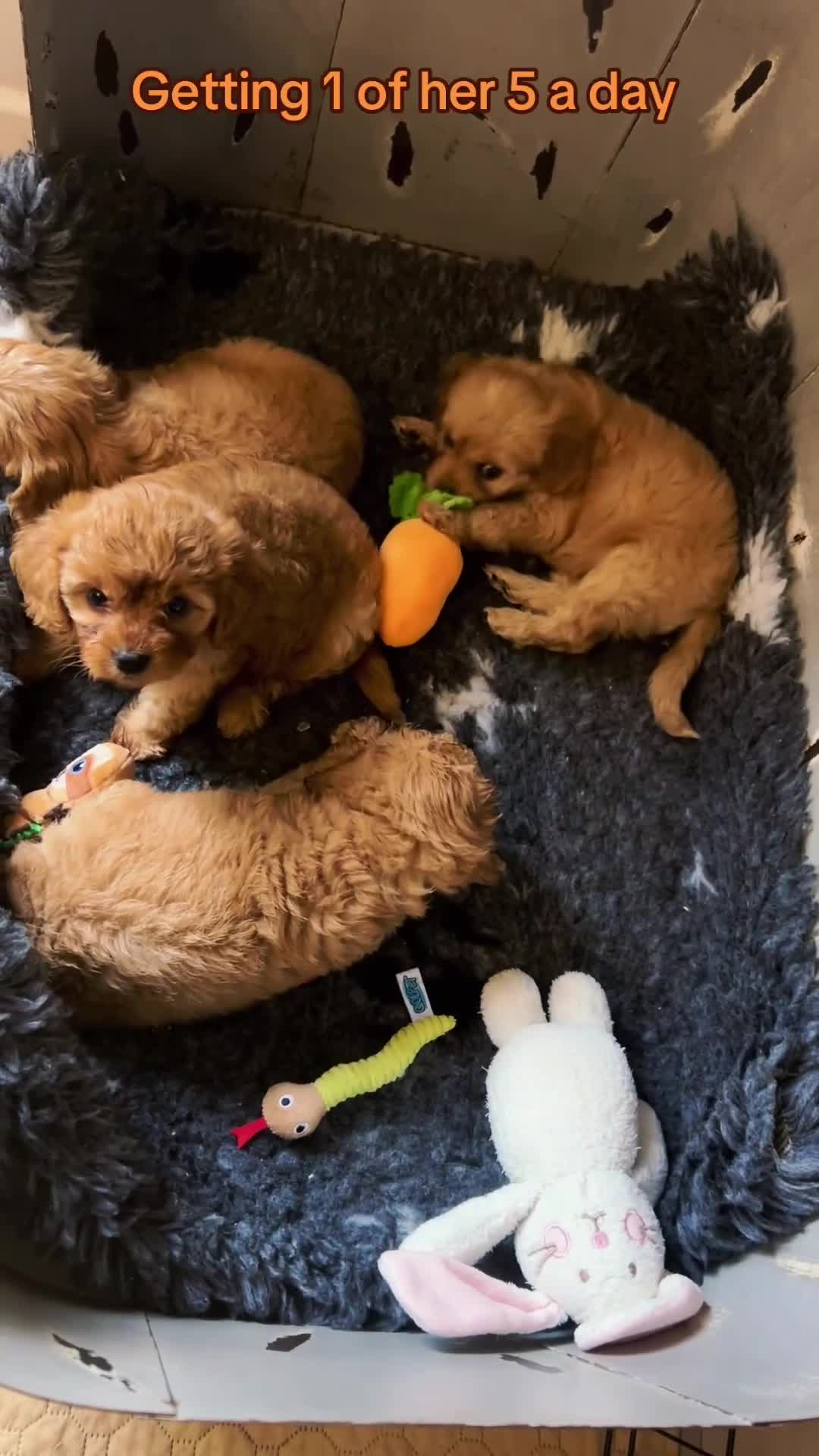 Cavapoo dogs for sale: Real Life Teddy Bears, Cavapoo babies  - Video 2