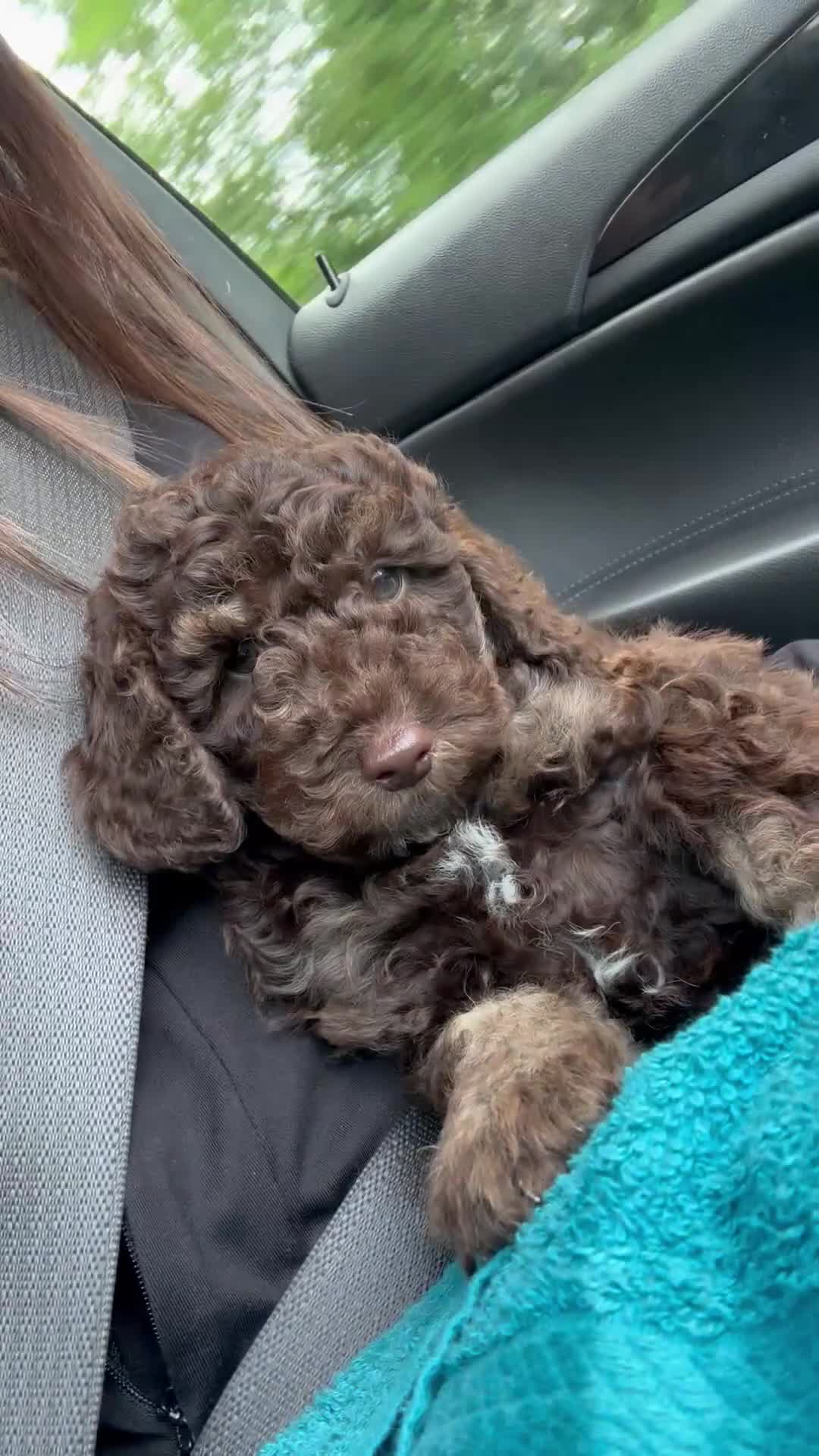 Cockapoo dogs for sale: Choco brown cockapoo for sale - Video 1