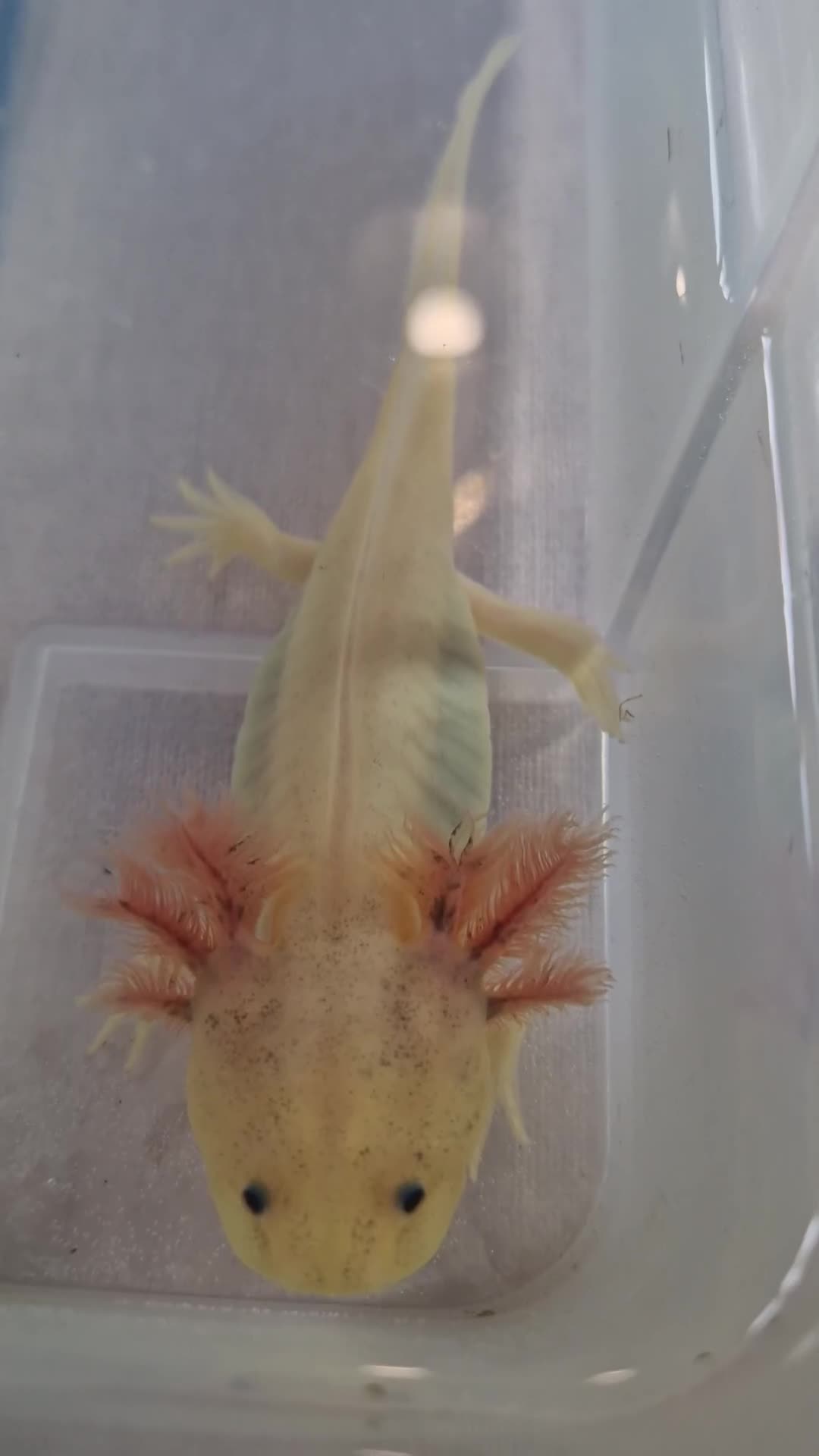 Axolotl reptiles for sale: Axolotls - Video 4