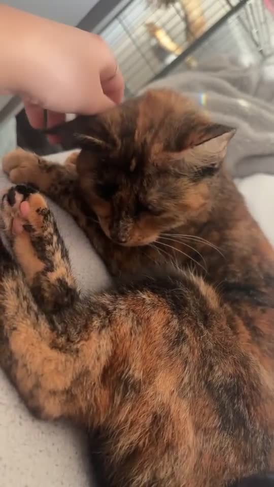 Mixed Breed cats for sale: Gorgeous tortoise shell - Video 1