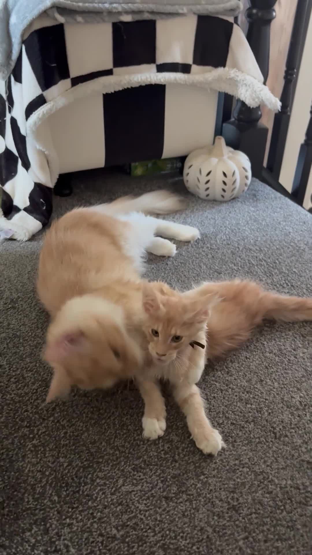 Maine Coon cats for sale: 🐾 Tica registered Maine coon kittens  - Video 5