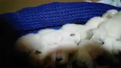 Ragdoll cats for stud: ABSOLUTELY EXCEPTIONAL in Warrington - Video 1