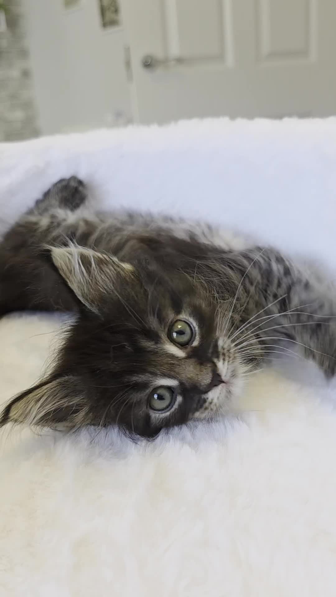 Maine Coon cats for sale: Maine coon kittens - Video 2