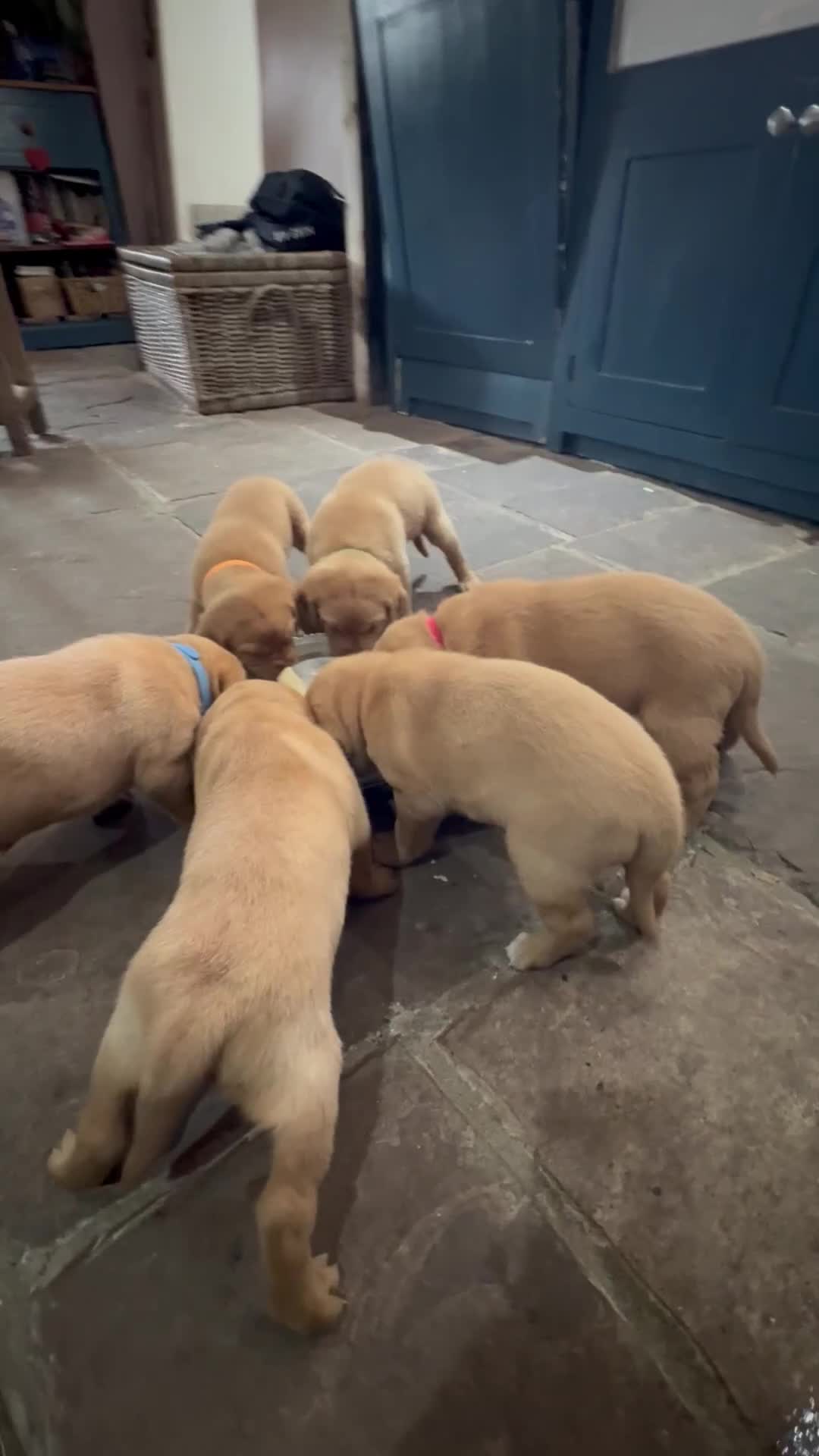 Labrador Retriever dogs for sale: FOX RED LABRADOR PUPPIES PARENTS HEALTH TESTED in Chepstow - Video 2