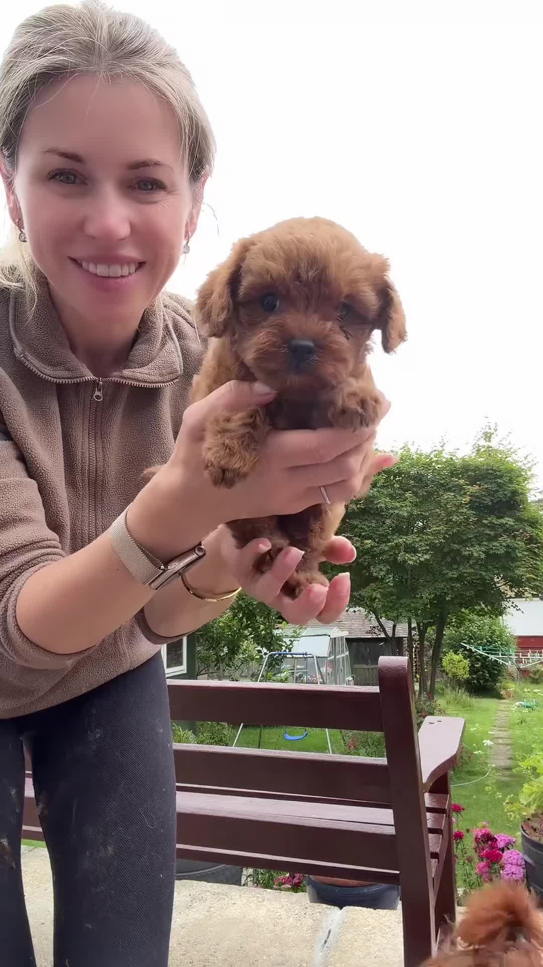 Toy Poodle dogs for sale: Stunning Asian Toy Poodle Puppies – Ready Now 🐾 - Video 1