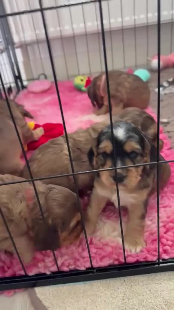 Cockapoo dogs for sale: Smooth cockapoo puppies - Video 3