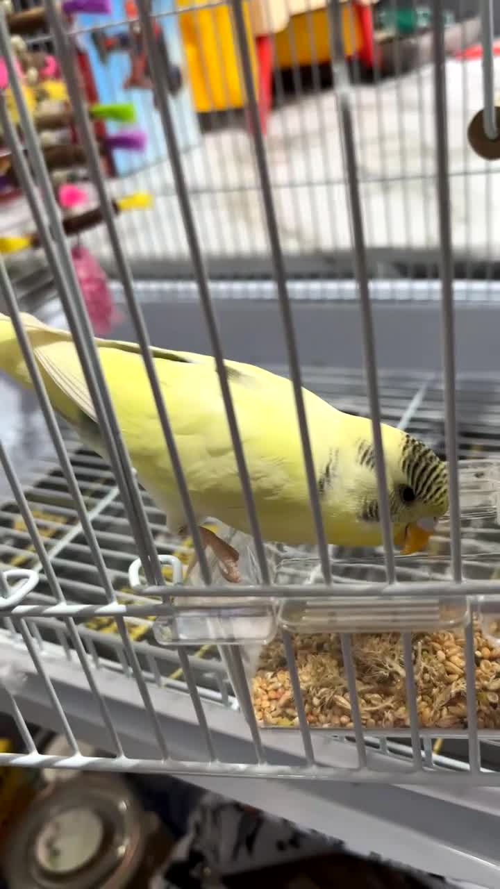 Budgerigars birds for sale: Budgie for sale  in Glasgow - Video 1