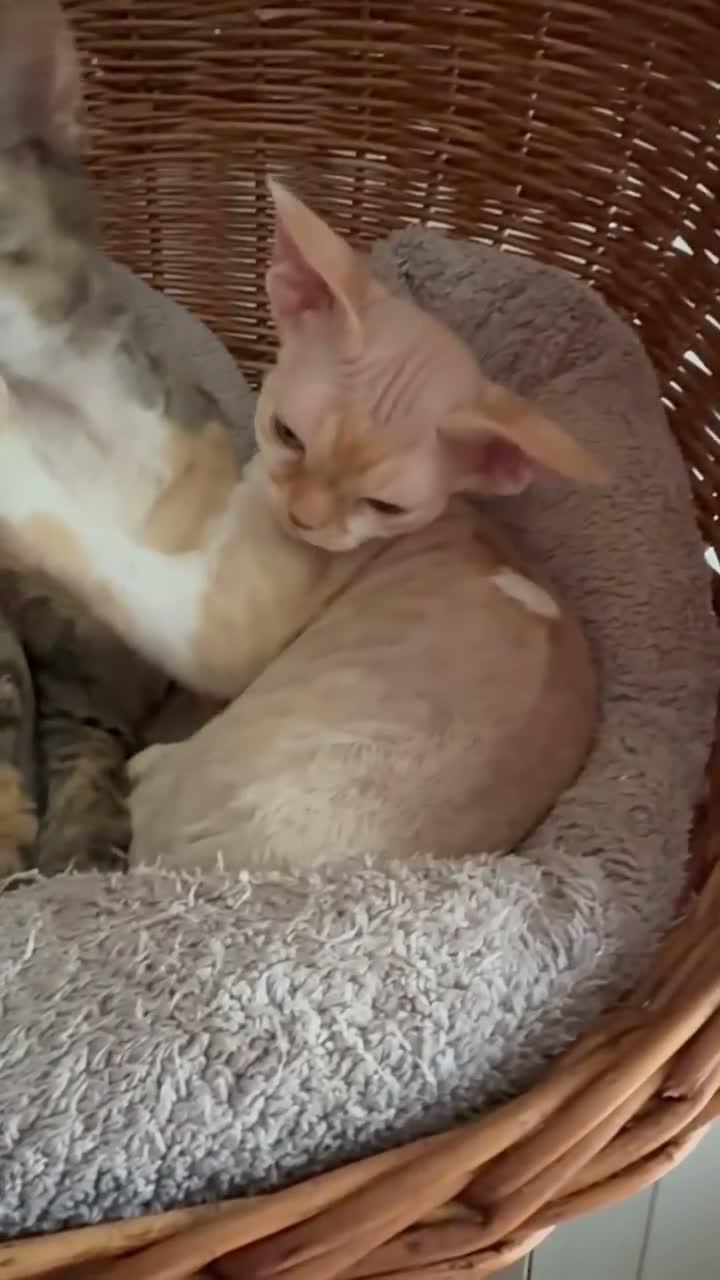 Devon Rex cats for sale: Stunning, cheeky GCCF reg Devon Male - Video 2