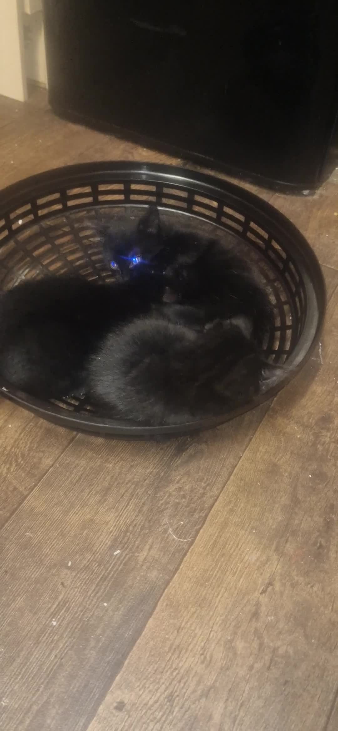 Mixed Breed cats for sale: Black kittens  - Video 4