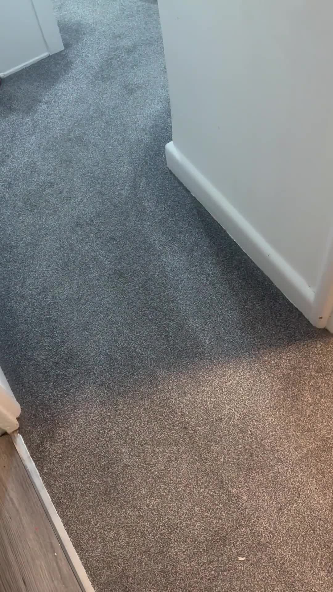 Ringnecks birds for sale: Indian ring neck  in Watford - Video 1