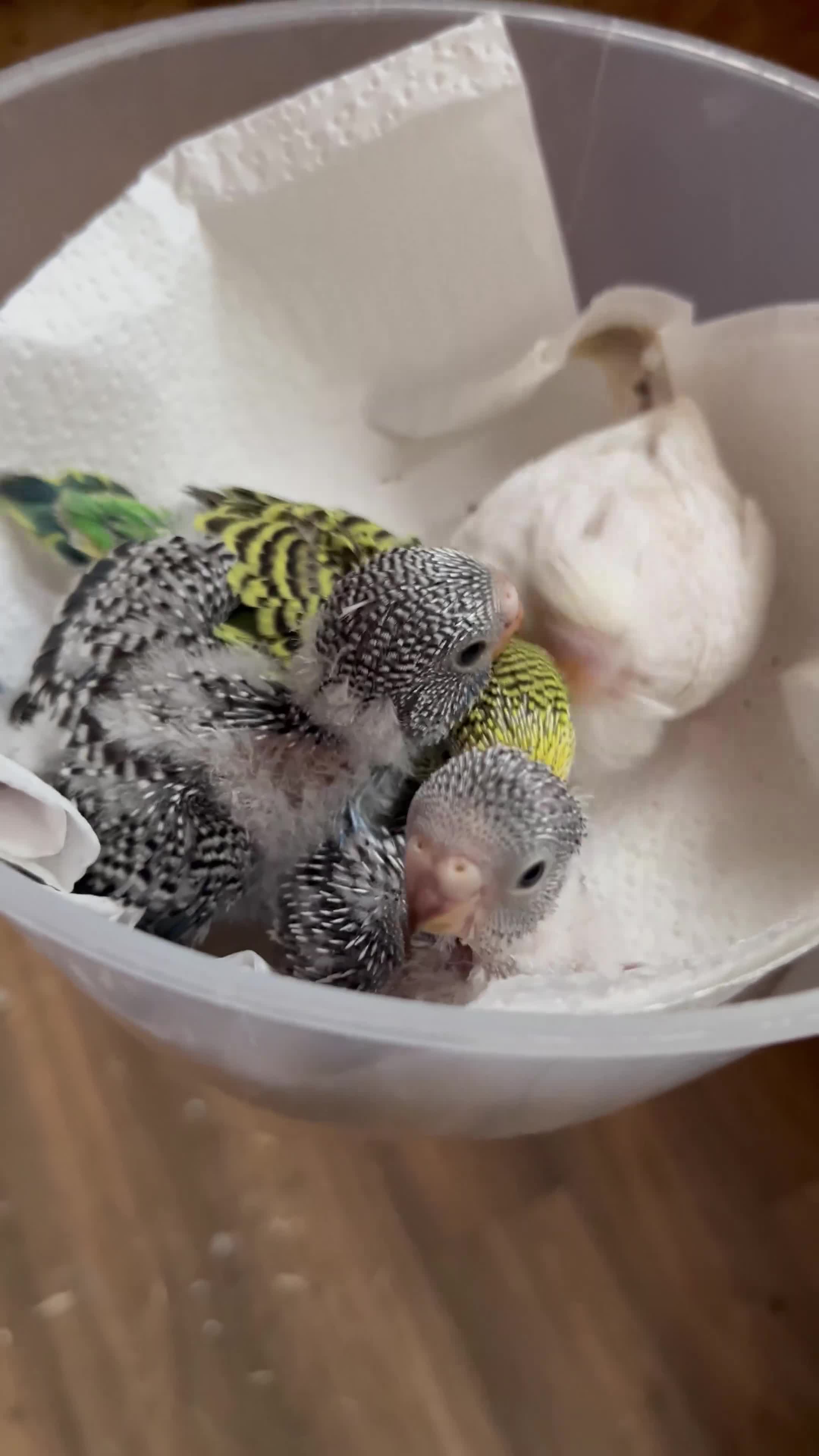 Budgerigars birds for sale: Baby Budgies Inverness in Inverness - Video 1