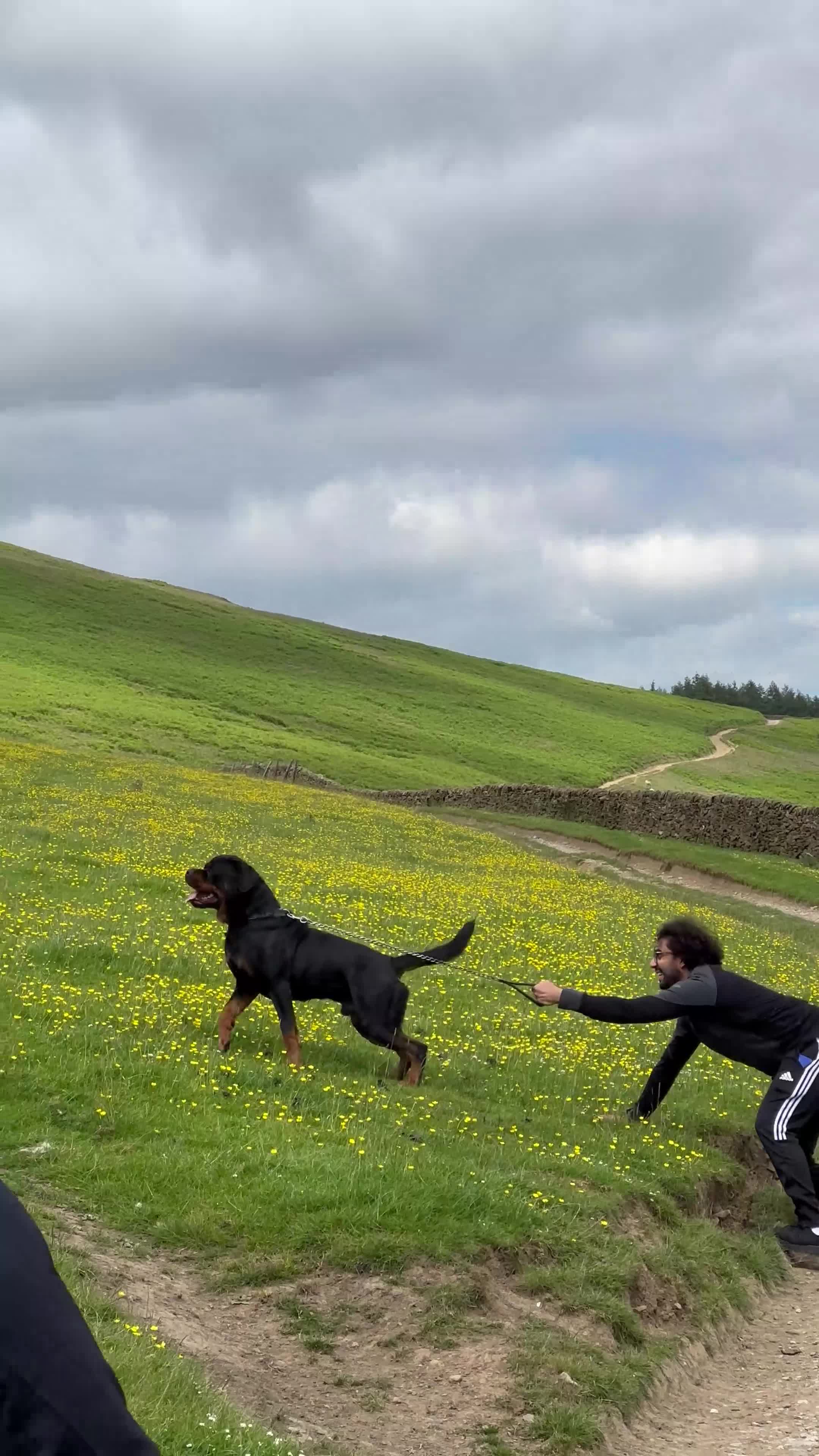Rottweiler dogs for stud: Mountain Rottweiler - Video 2