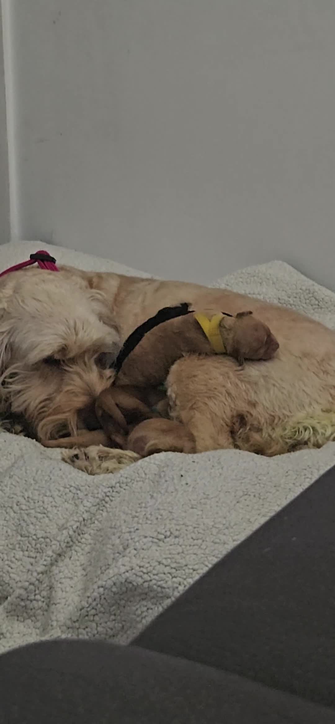 Cockapoo dogs for sale: Beautiful Cockapoos  - Video 2