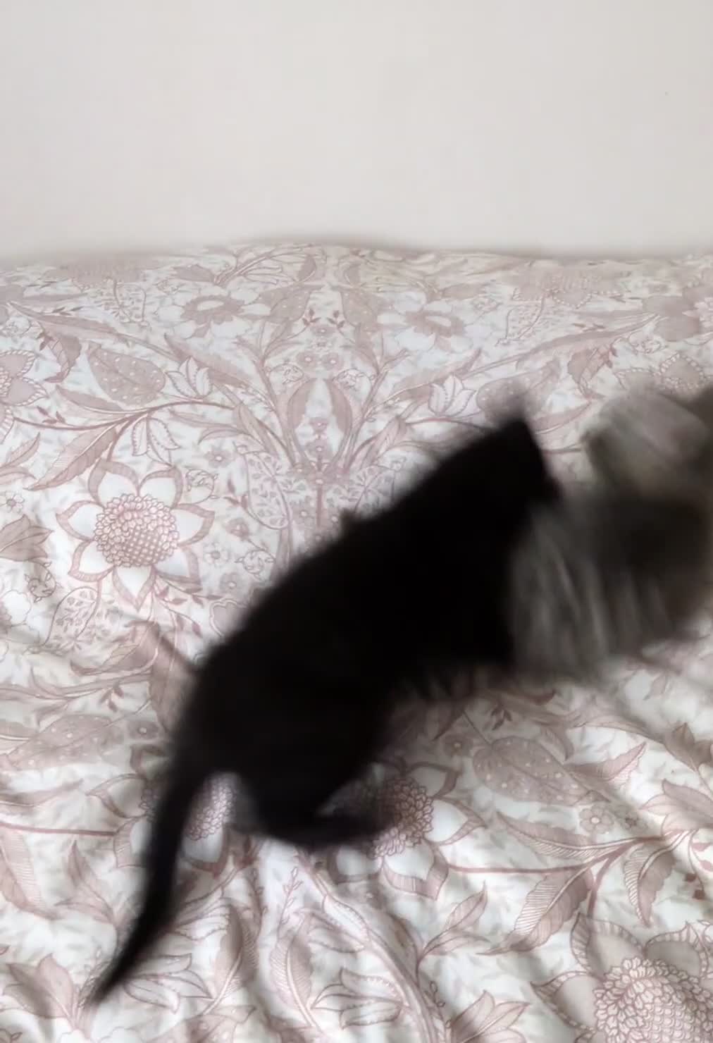 Bengal cats for sale: Bengal kittens Ready to leave now  - Video 1