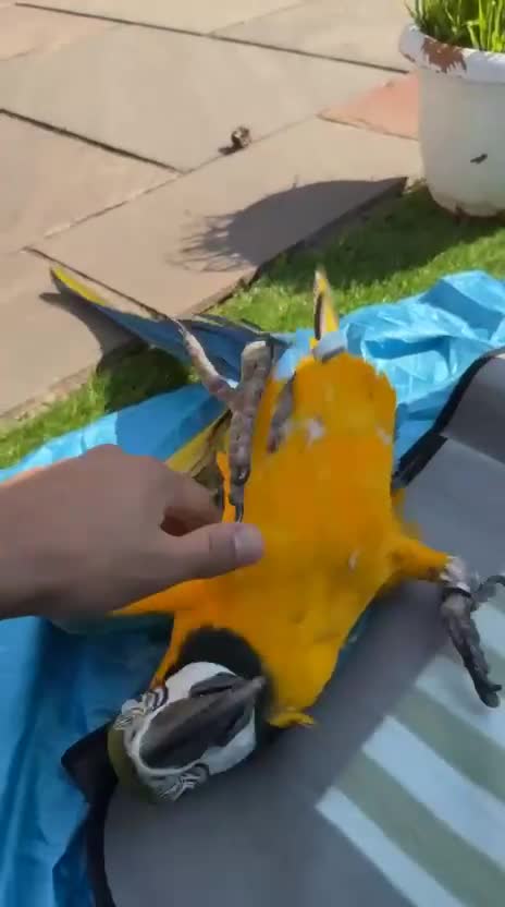 Macaws birds for sale: Macaw gold and blue 2 year old  - Video 1