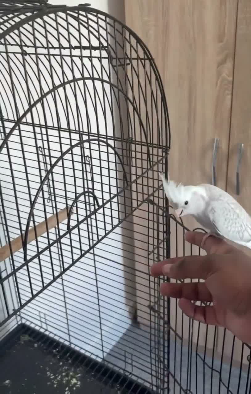 Cockatiels birds for sale: Hand Reared White Pied Baby Cockatiel  - Video 5
