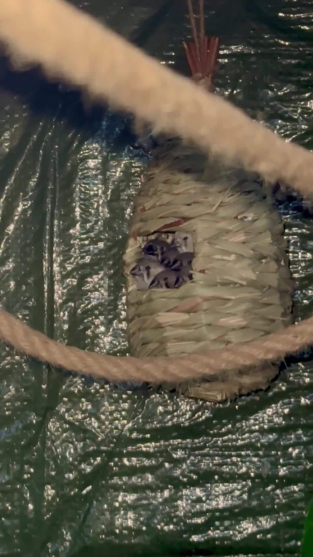 Finches birds for sale: Baby Zebra Finch!!  - Video 3