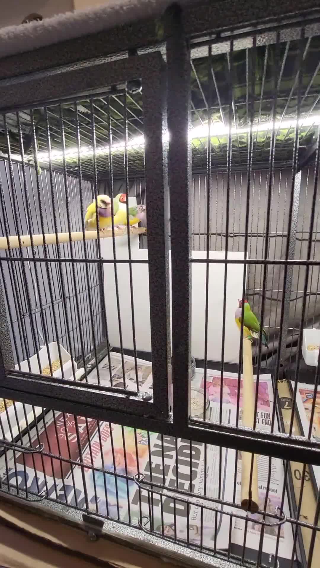 Finches birds for sale: Proven breeding pairs Gouldian finches - Video 1