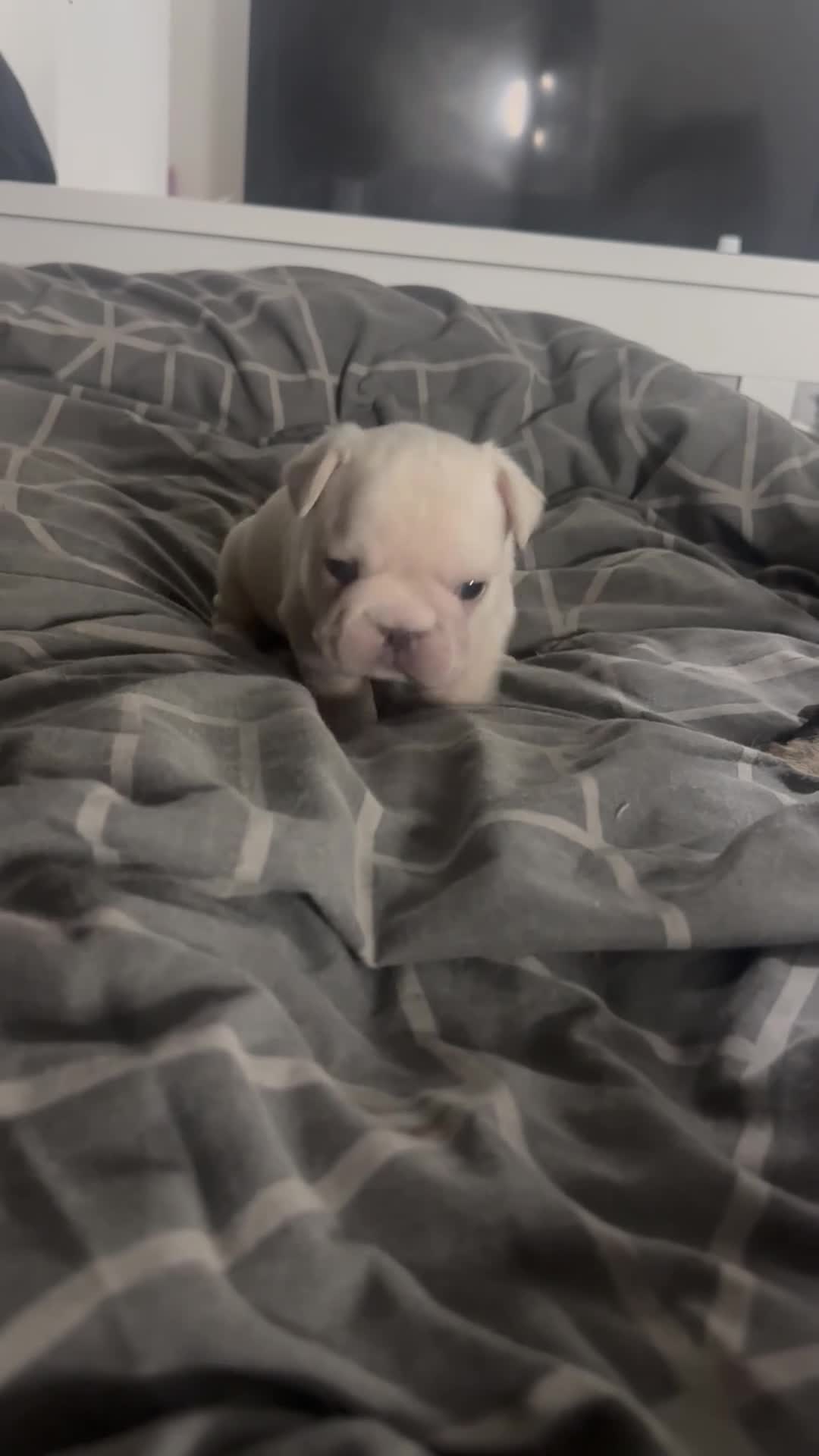 French Bulldog dogs for sale: BIG ROPE FRENCH BULLDOGS - Video 1