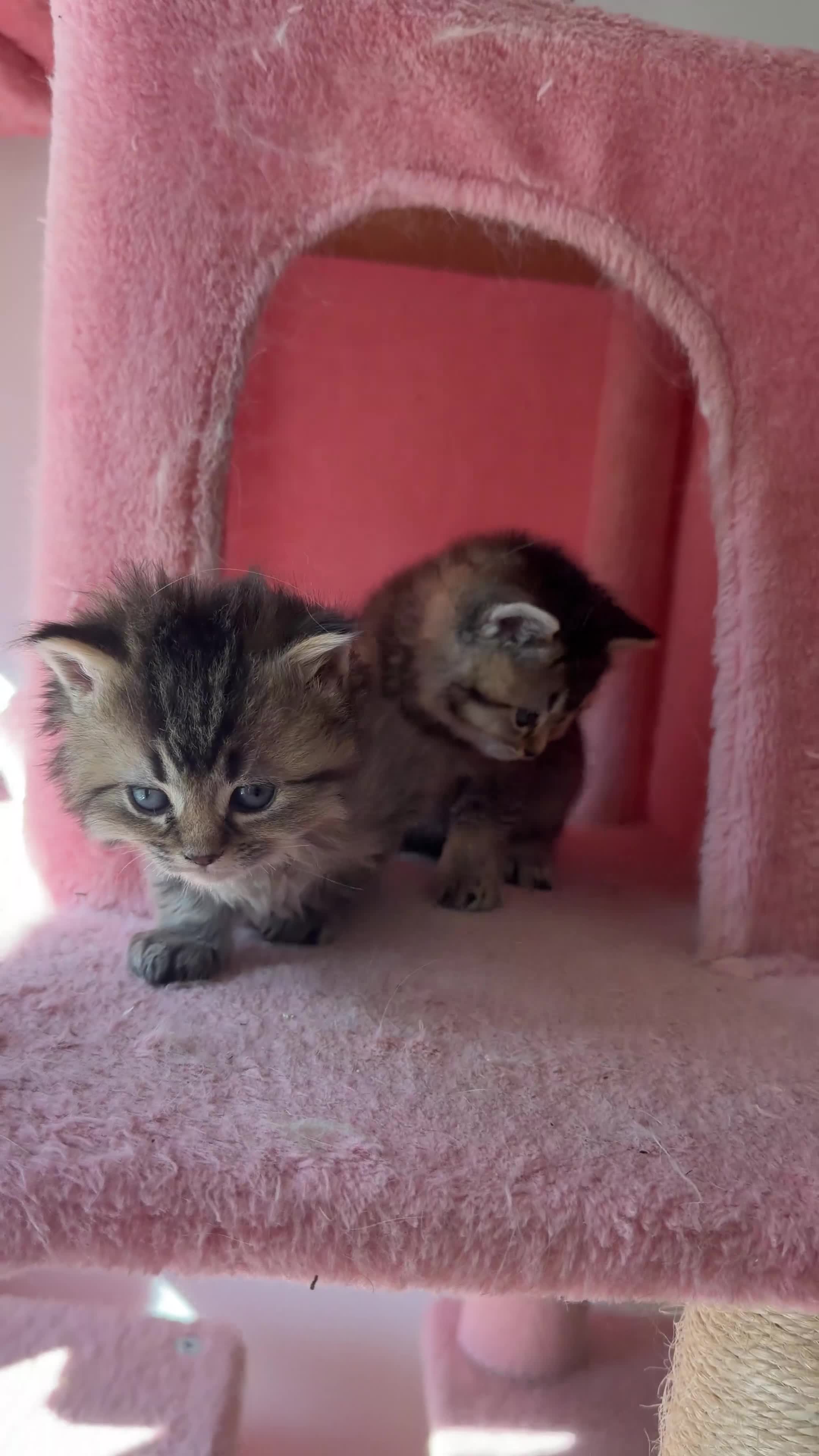 British Longhair cats for sale: looking for new home !!!! - Video 2