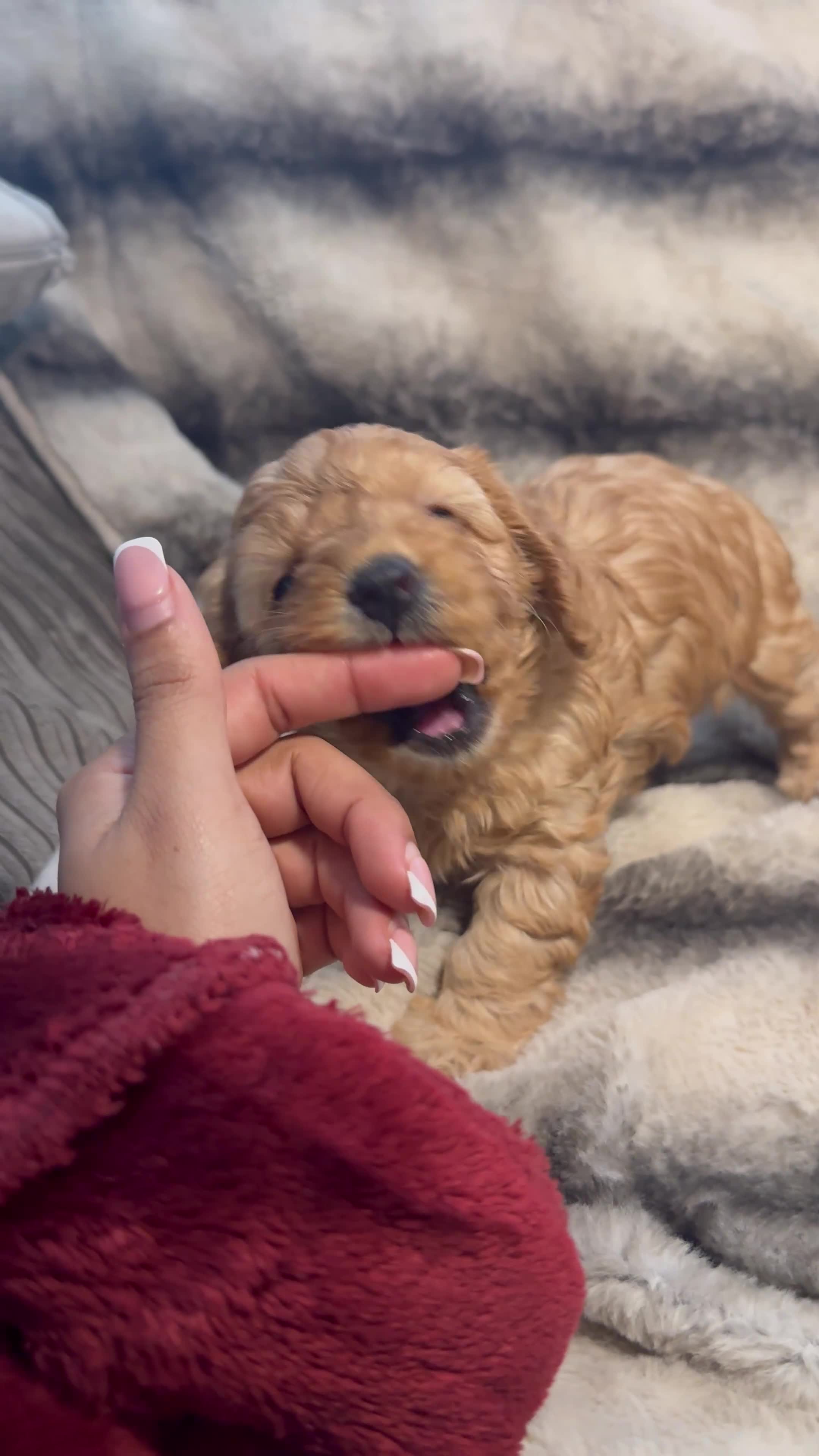 Cavapoo dogs for sale: Teddy bear F1B cavapoo - Video 1