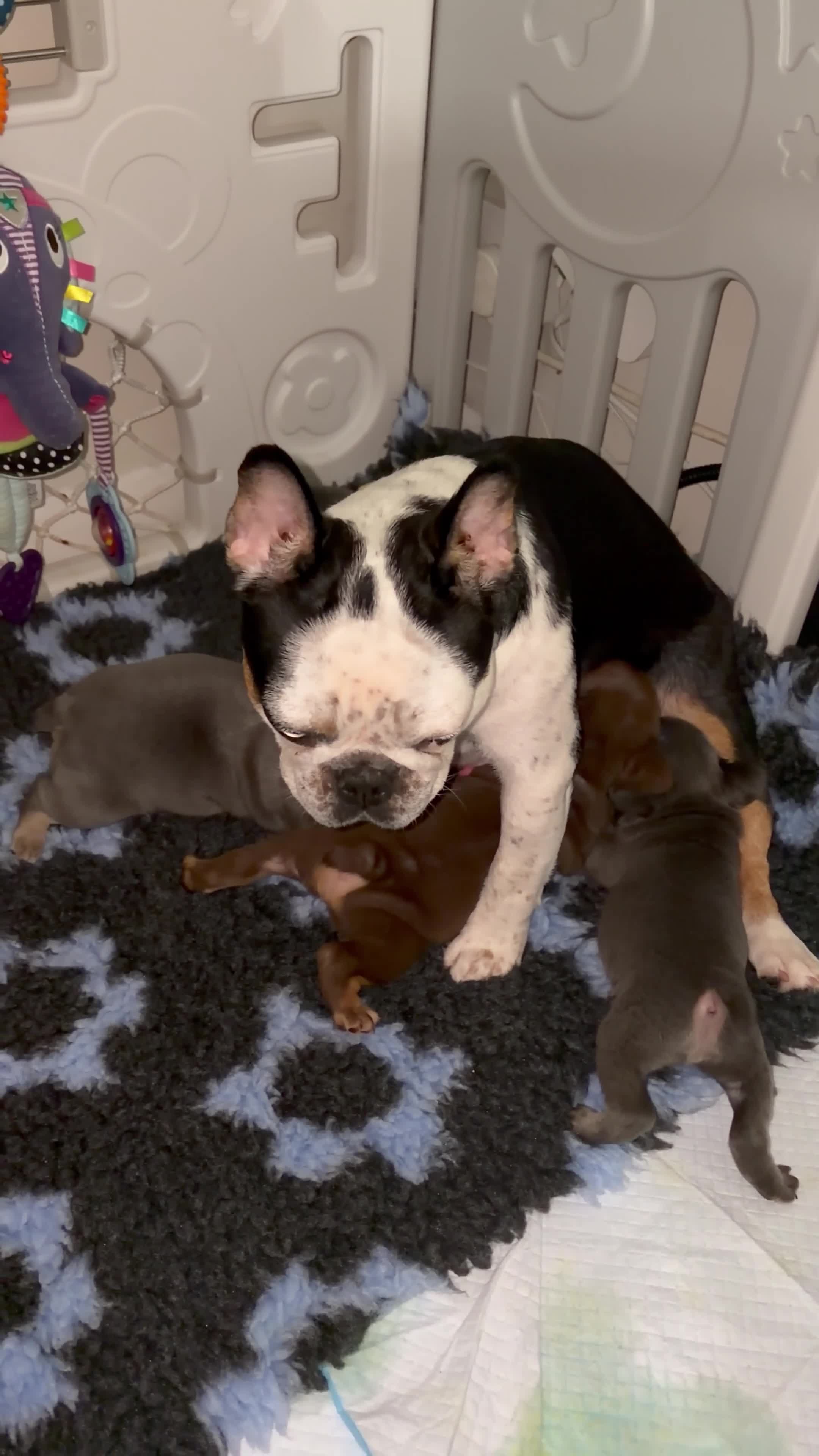 French Bulldog dogs for sale: 2 beautiful boys🫶 - Video 3