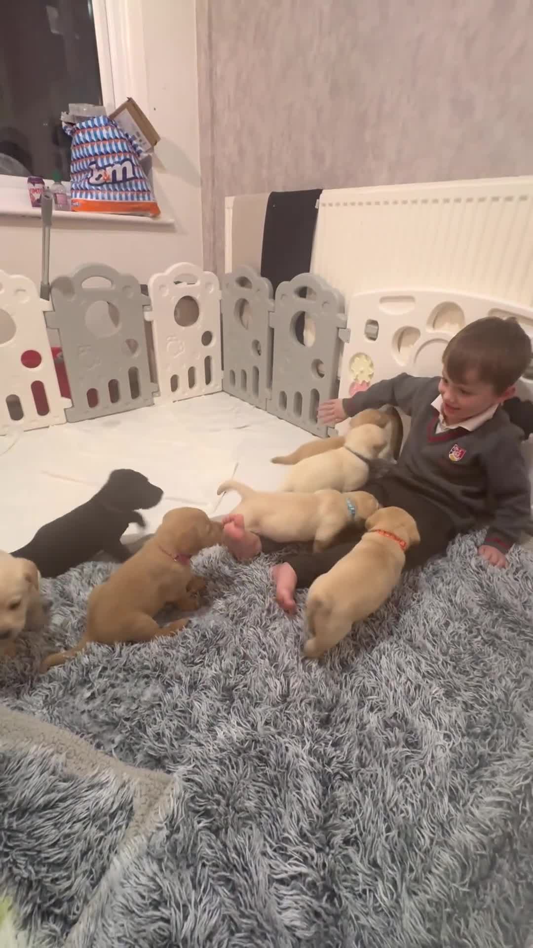 Labrador Retriever dogs for sale: Now have 5 Labrador Retriever Puppies for Sale 🐾 - Video 2