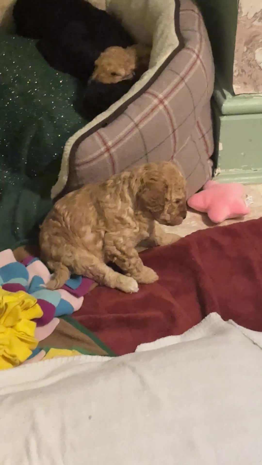 Cockapoo dogs for sale: Real life Teddy Bears! F1B cockapoo miniature - Video 2
