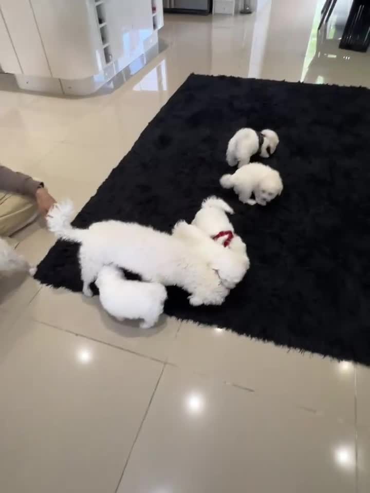 Bichon Frise dogs for sale: Purebred bichon frise - Video 1