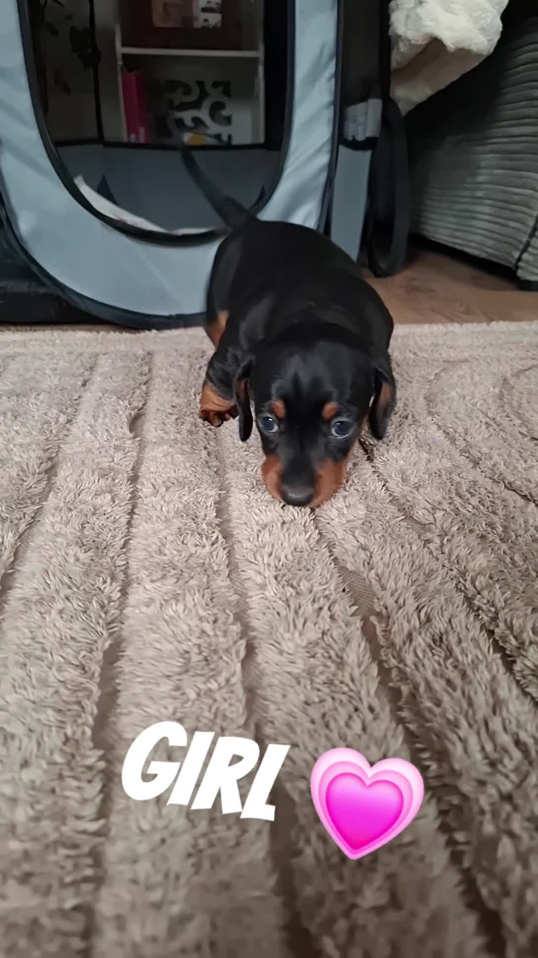 Miniature Dachshund dogs for sale: Miniature Dachshunds  - Video 3