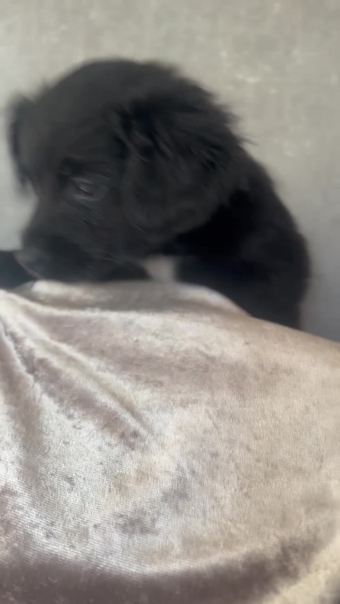 Mixed Breed dogs for sale: Cockeranians - Video 1